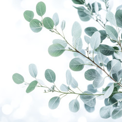 Fondant Parfumé : Eucalyptus