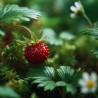 Fondant Parfumé : Fraises des Bois