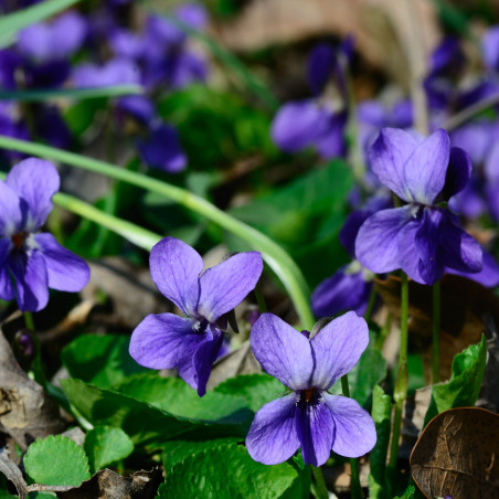 Fondant Parfumé : Violette