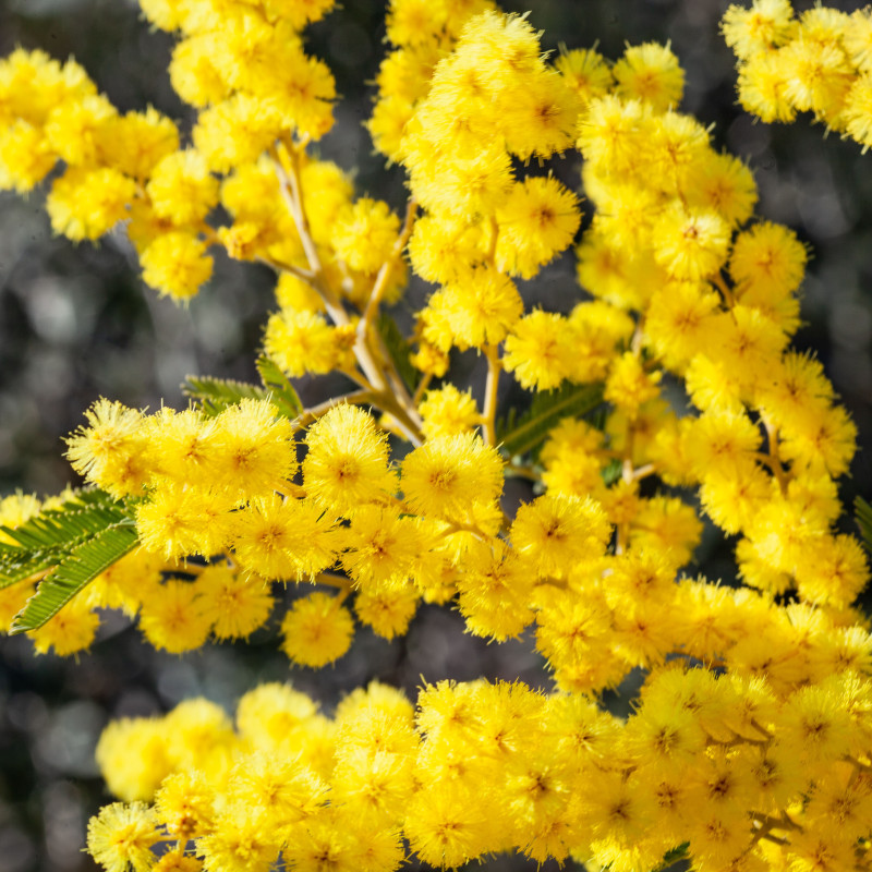 Fondant Parfumé : Mimosa
