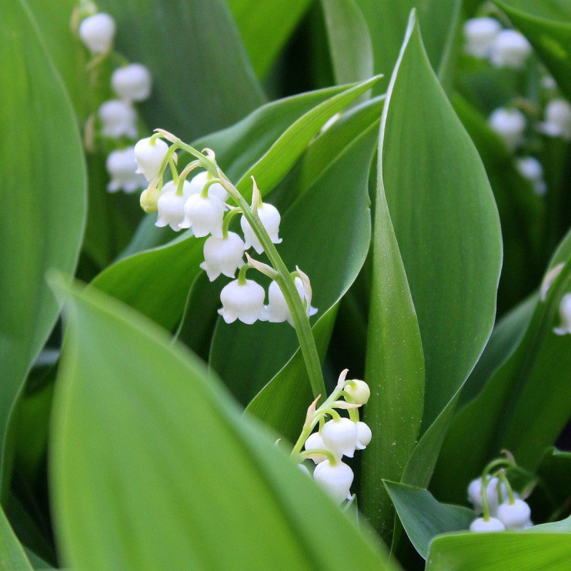 Fondant parfumé : Muguet