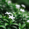 Fondant parfumé : Jasmin