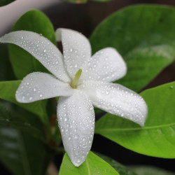 Fondant parfumé : Fleur de Tiaré