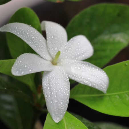 Fondant parfumé : Fleur de Tiaré