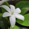 Fondant parfumé : Fleur de Tiaré