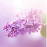 Fondant Parfumé : Lilas