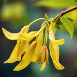 Fondant Parfumé : Ylang-Ylang