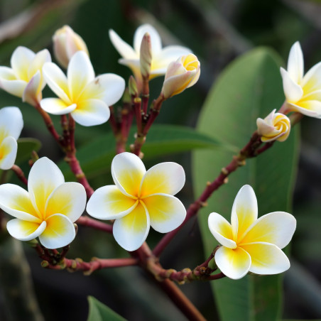 Fondant Parfumé : Frangipanier